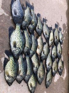 5 crappie fish caught while fishing in WI