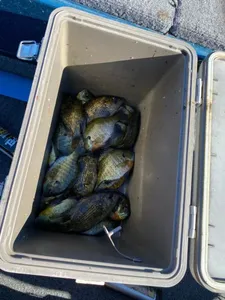 Bluegill fish caught while fishing in Wisconsin