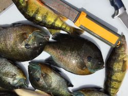 5 bluegill fish in the water at Phelps