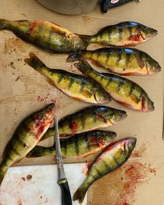 9 American Yellow Perch caught in Phelps