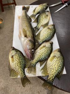7 crappie fish caught while fishing in Phelps