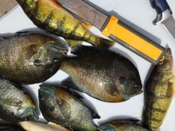 Wisconsin Fishing for Bluegill