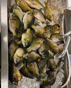 9 fish caught fishing in Phelps