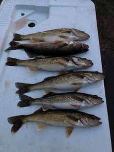 6 fishing rods in the water at Phelps