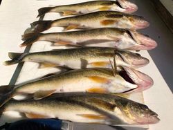 6 fish caught while fishing in Wisconsin