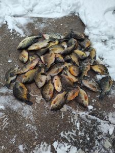 Angler fishing in Phelps