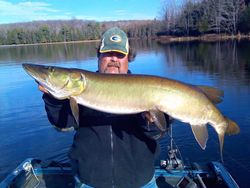 A large muskellunge fish caught in Phelps
