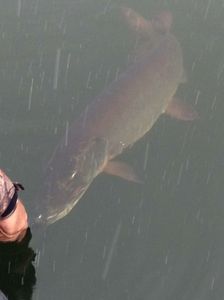 Large 50 lb Musky being Released