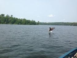 Bald Eagle in Wisconsin