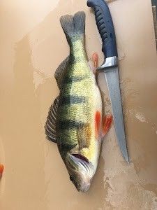 Yellow Perch Fishing in Wisconsin 