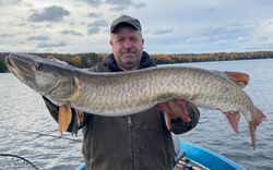 Angler with a muskellunge catch in Phelps