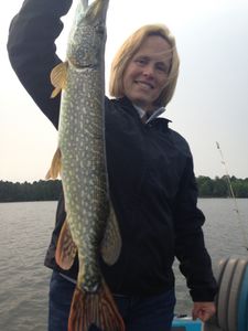 A Northern Pike caught during fishing in Phelps