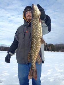Photograph of a Northern Pike, a large freshwater fish, caught in Phelps