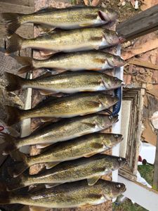 Successful pike-perch fishing trip in Phelps