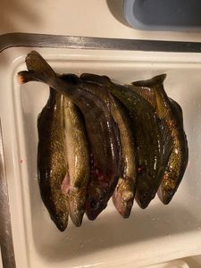 Fishing in the scenic town of Phelps