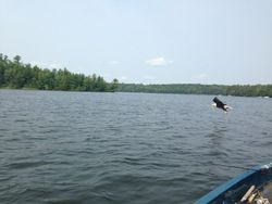 Scenic view of Phelps