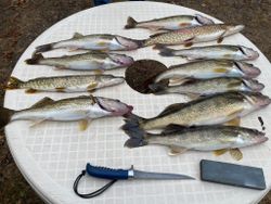 7 walleye and lake trout in Phelps
