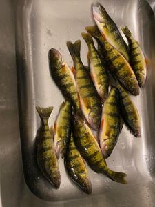 Six American Yellow Perch caught in Phelps