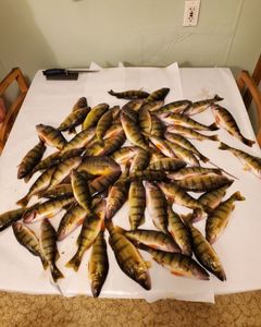 5 fish caught while fishing in WI