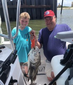 Black drum fish caught in Gulf Shores