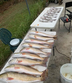 5 fish caught in the waters of Gulf Shores