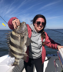 A sheepshead fish caught in AL