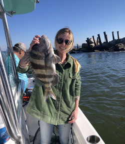 Sheepshead fish caught in Gulf Shores