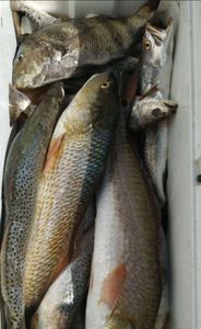 3 black drum and redfish caught while fishing in Port Isabel