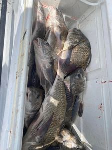 4 black drum fish caught while fishing in TX