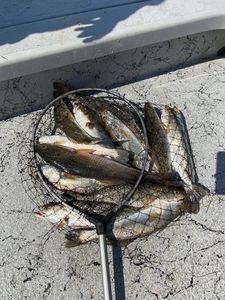Two fish caught while fishing in Port Isabel