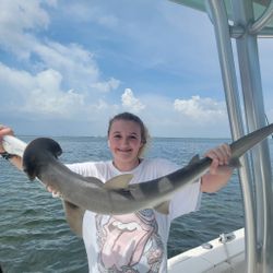 Bonnethead shark, 26-inch catch in St. Petersburg, Florida