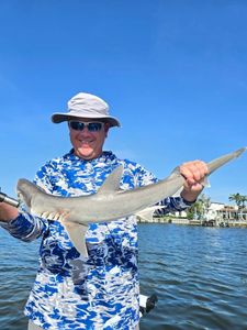 Bonnethead shark caught while fishing in St. Petersburg