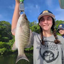 Grey Snapper, a 17-inch fish, caught while fishing in St. Petersburg