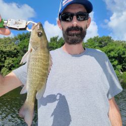 A grey snapper fish caught by a person in St. Petersburg