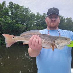Redfish caught in St. Petersburg