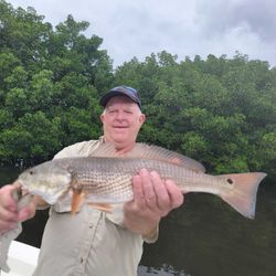 Redfish caught in St. Petersburg