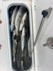 Two fish caught while fishing in Pass Christian