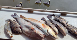 Two fish in the water, fishing in MS