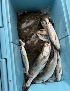 5 fish caught during fishing trip in Pass Christian