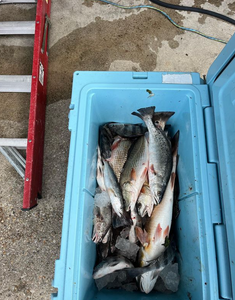 Three fish caught while fishing in Pass Christian