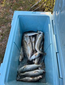 4 spotted weakfish caught while fishing in Pass Christian
