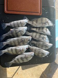 Fresh Sheepshead catch, ready to clean!