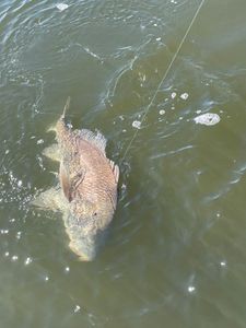Island Drum Fishing In Mississippi 