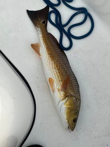 Redfish caught in MS