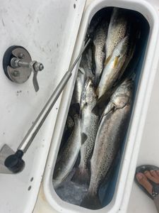Spotted Weakfish caught while fishing in Pass Christian