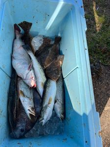 Three channel catfish and spotted weakfish caught in Pass Christian