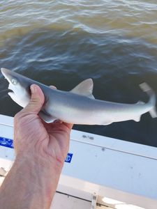 Hooked up with a Georgia shark! 