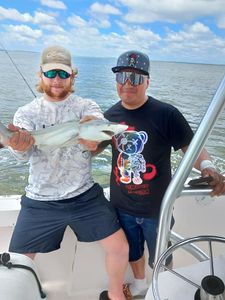 Shark season in Georgia is heating up! 