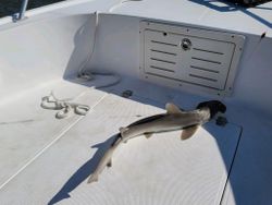 Majestic Atlantic Sharpnose Shark in Savannah