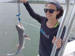A blacktip shark, an 11-inch fish, caught while fishing in Savannah